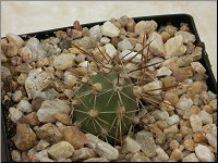 1207 Tephrocactus sphaericus M1382-1PICT5460M1382-1